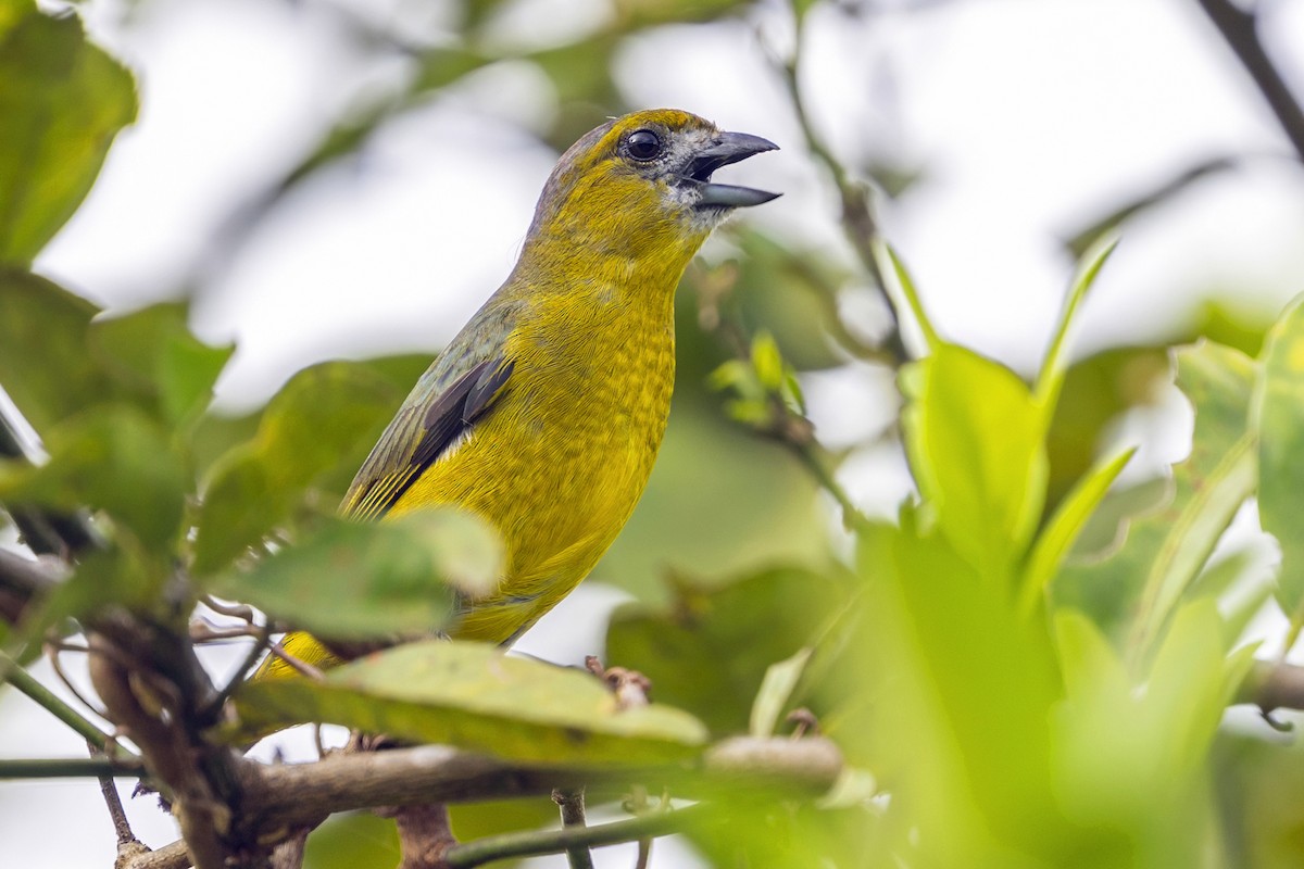Golden-bellied Euphonia - ML646646992