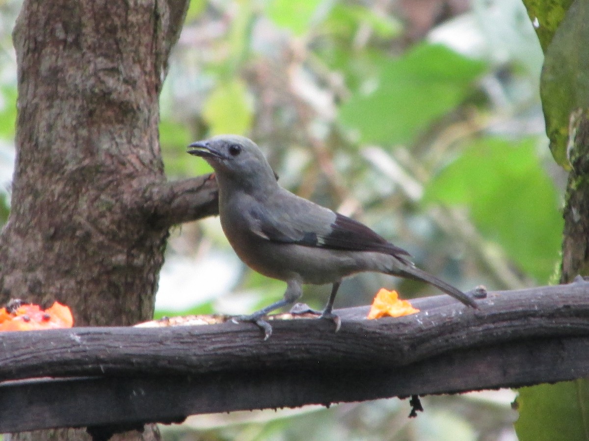 Tangara des palmiers - ML646646994