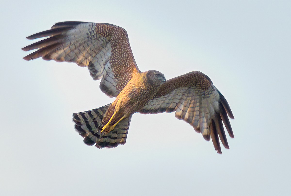 Spotted Harrier - ML646646995