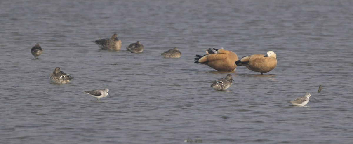 アカツクシガモ - ML646646996