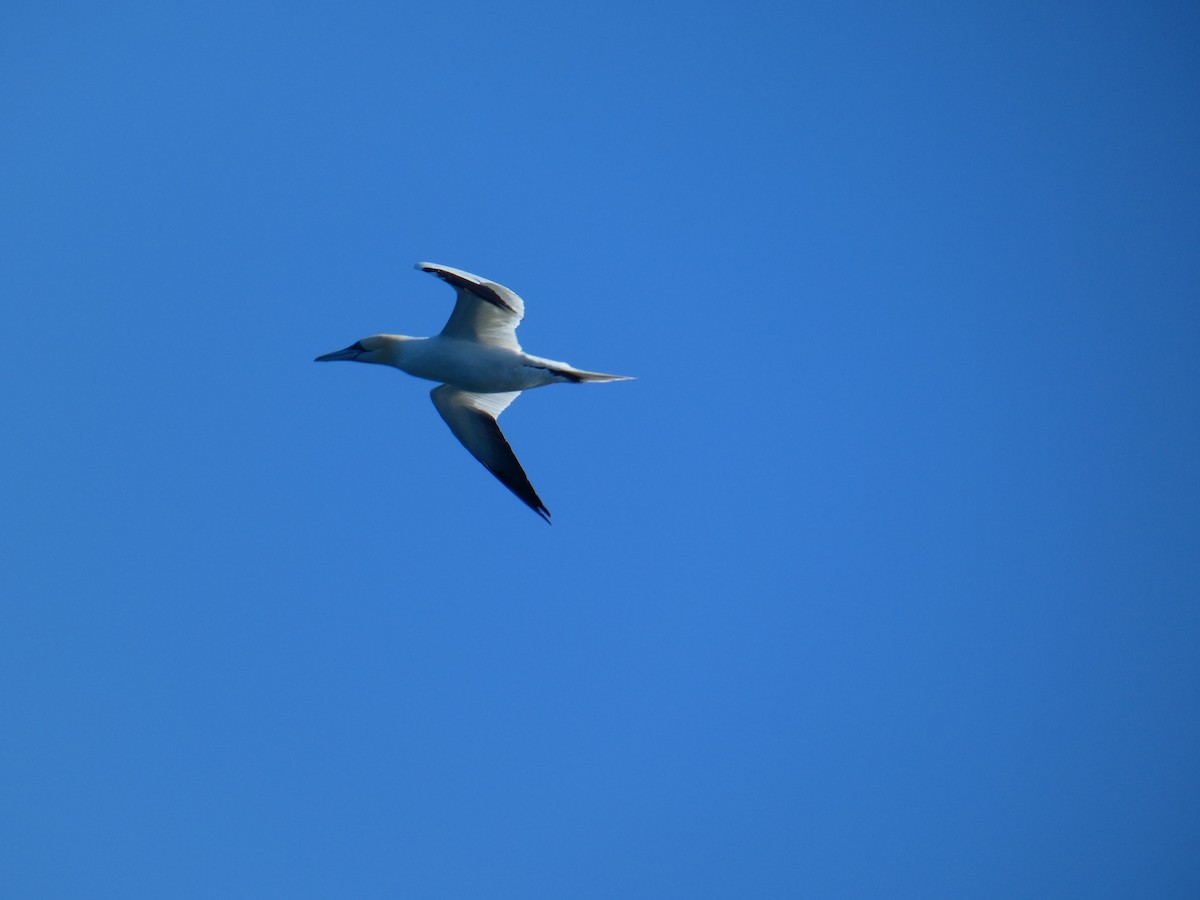 Alcatraz Atlántico - ML646646997