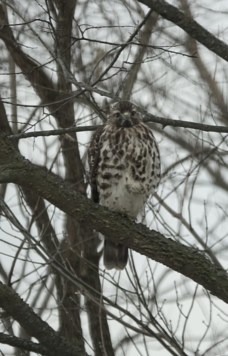 Red-shouldered Hawk - ML646646998