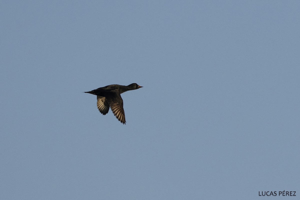 Синьга - ML646646999