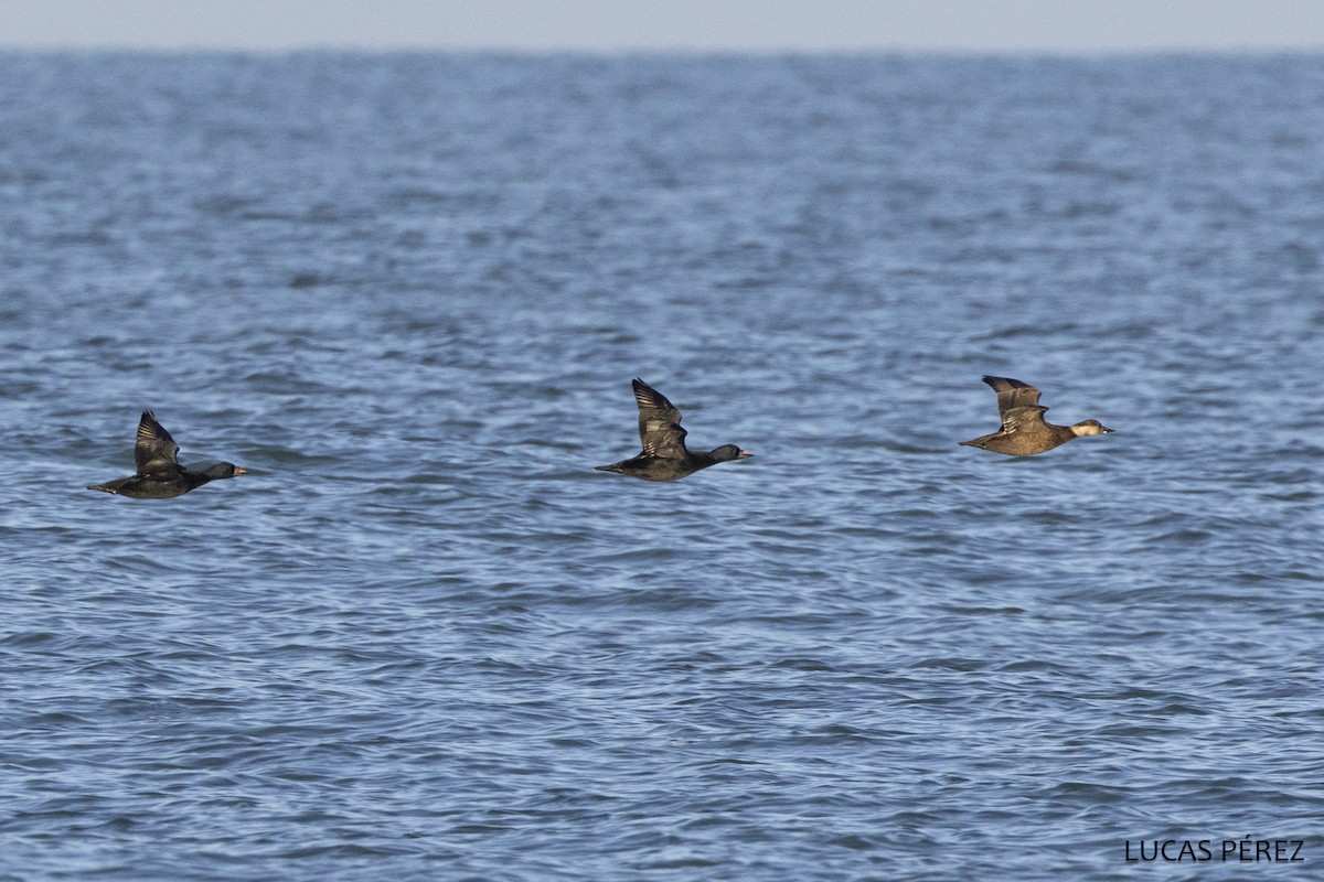 Синьга - ML646647000