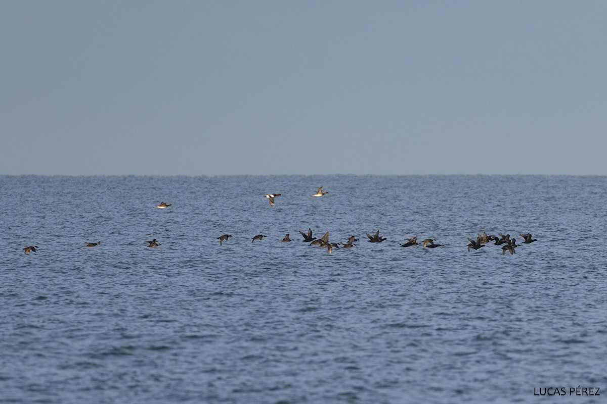 Синьга - ML646647001