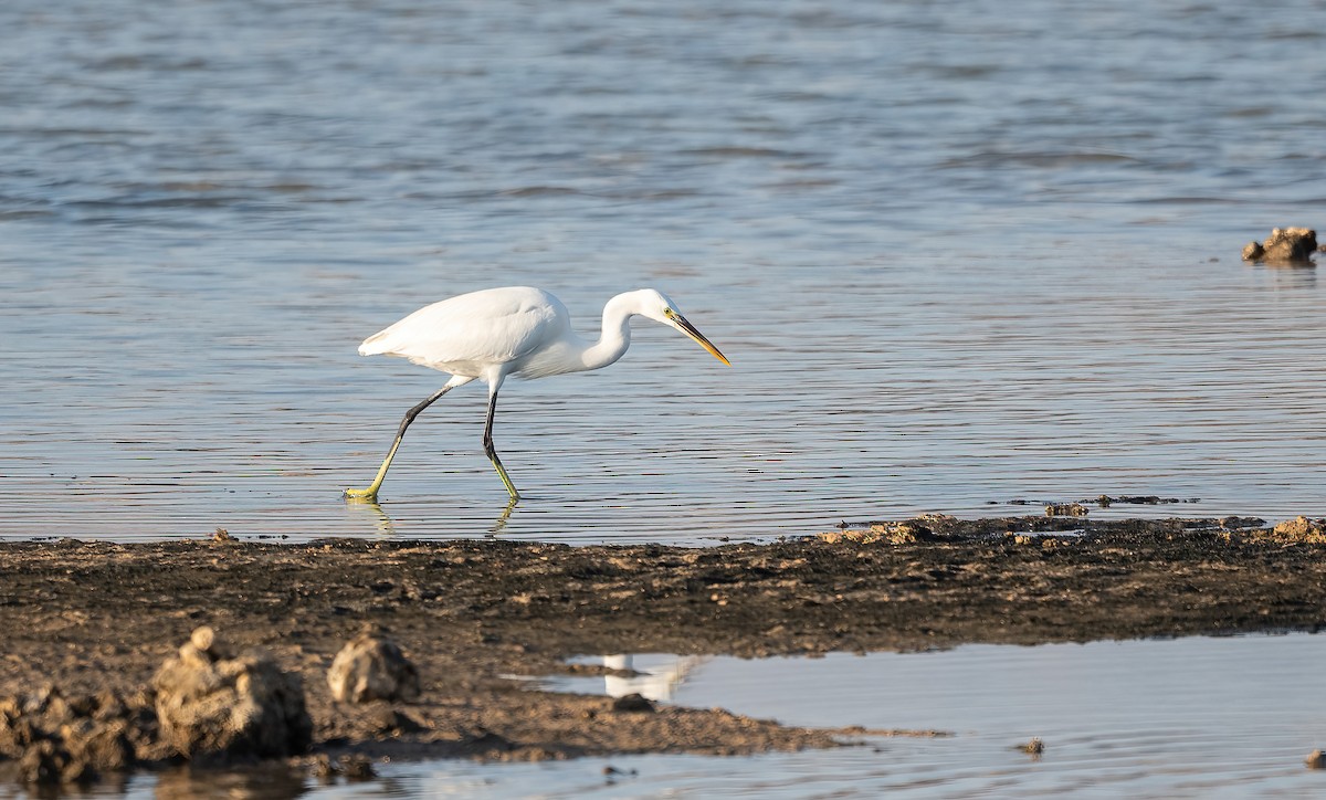 Western Reef-Heron - ML646647002