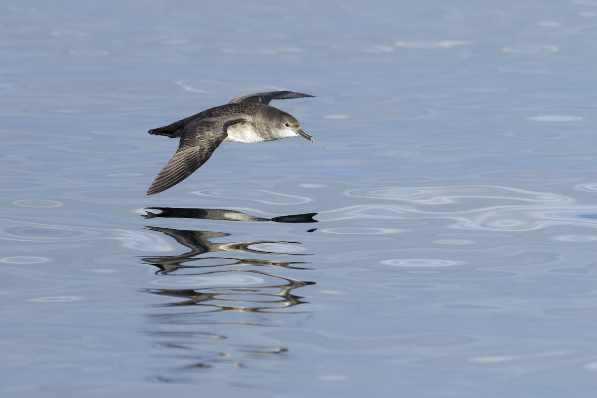 יסעור מערבי - ML646647004