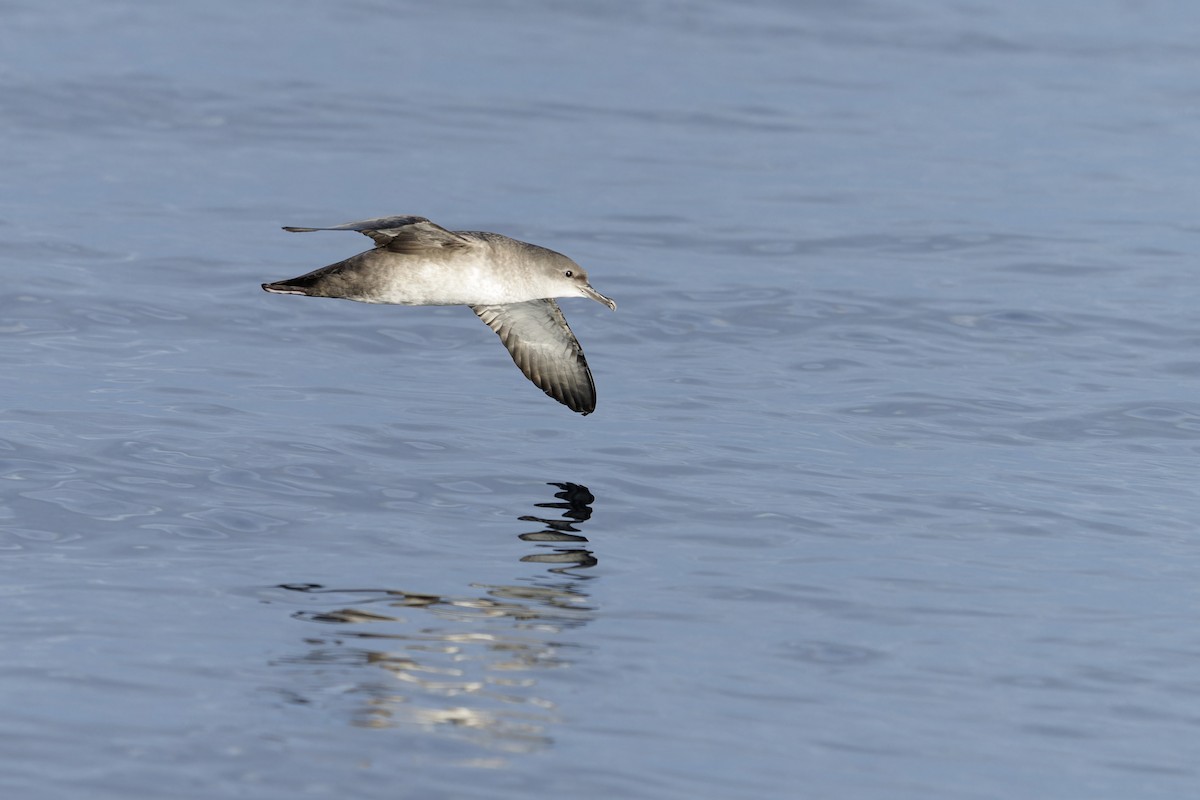 יסעור מערבי - ML646647005
