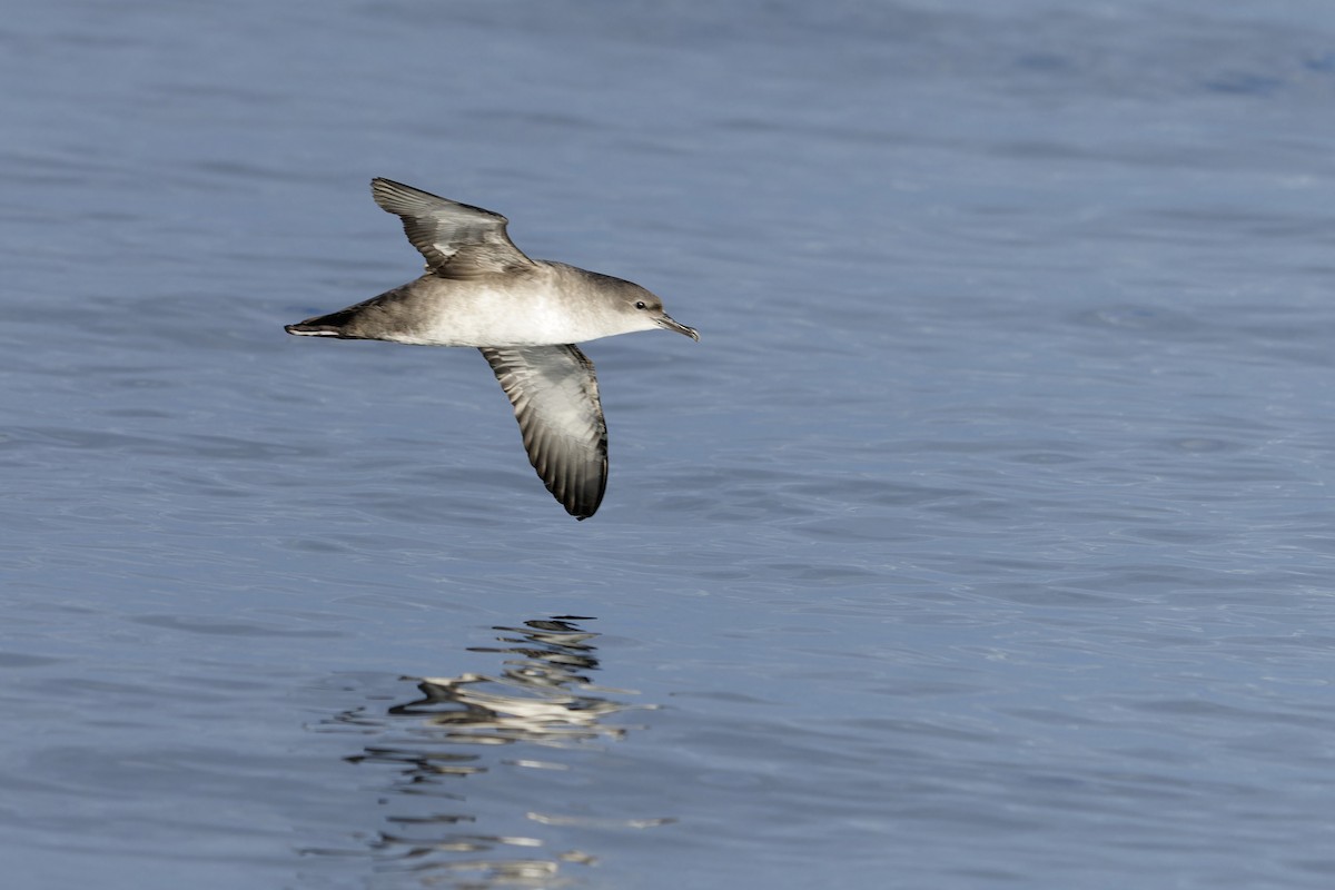 יסעור מערבי - ML646647006