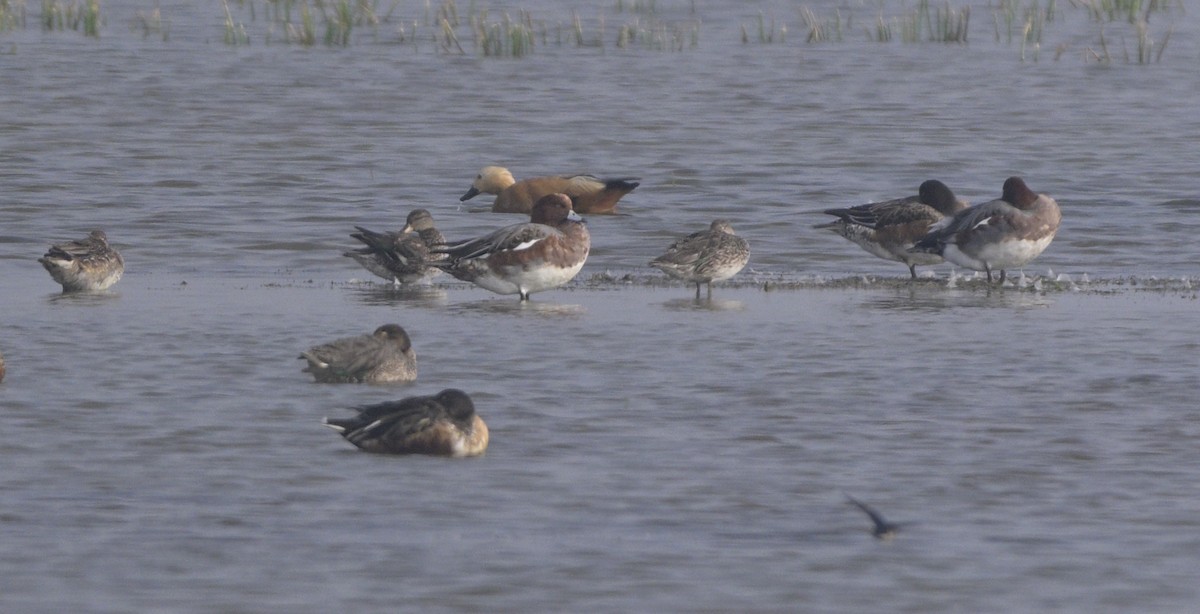 ヒドリガモ - ML646647007