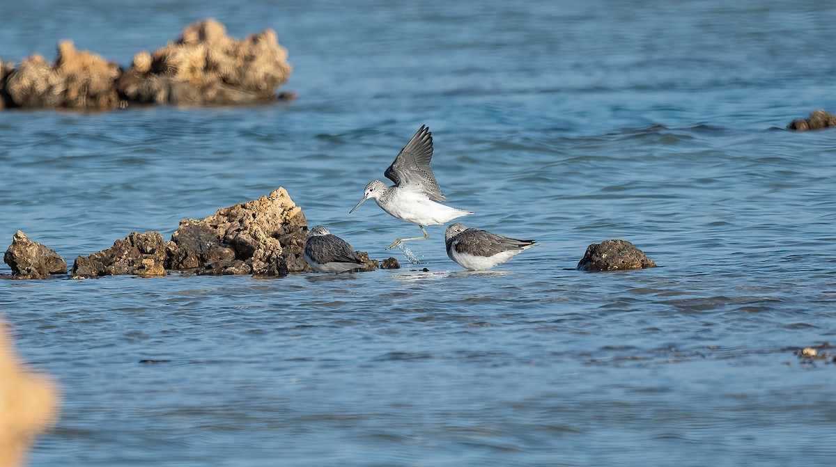 青足鷸 - ML646647009