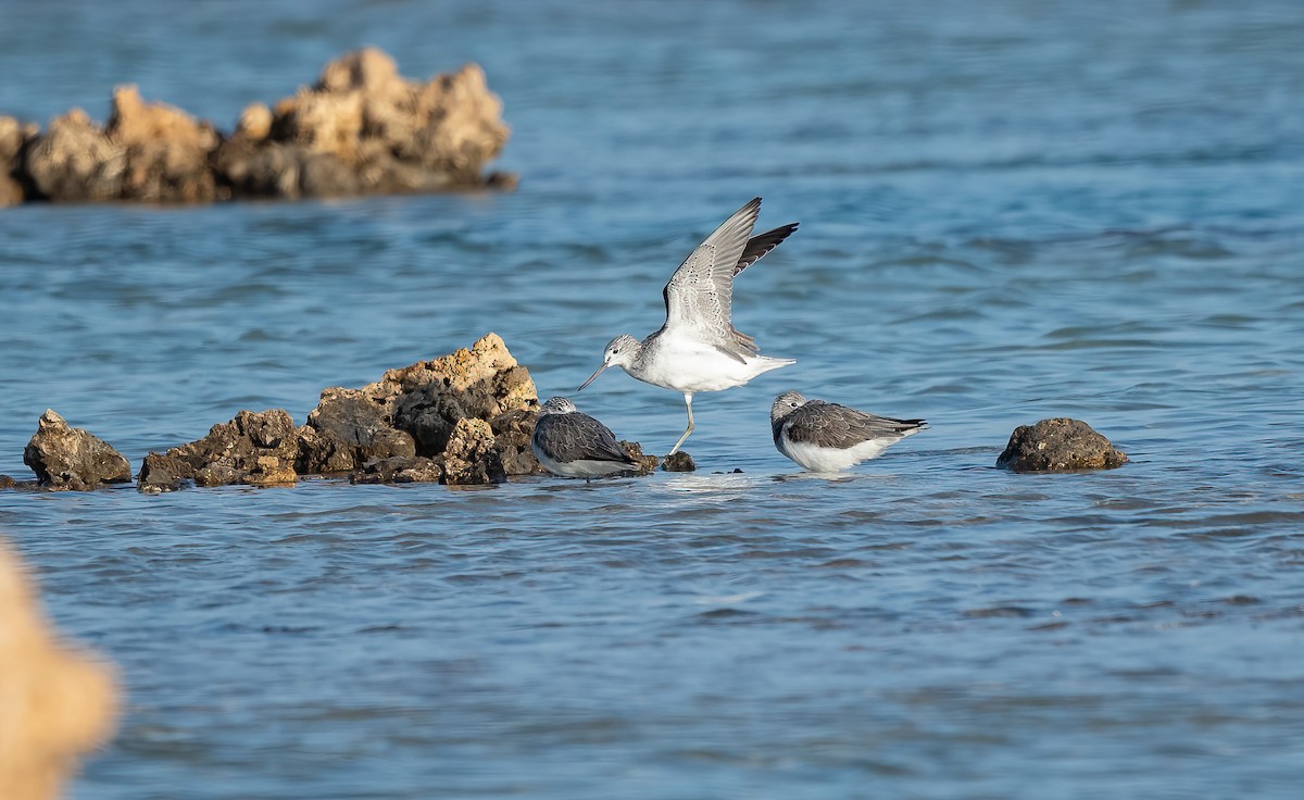 青足鷸 - ML646647017