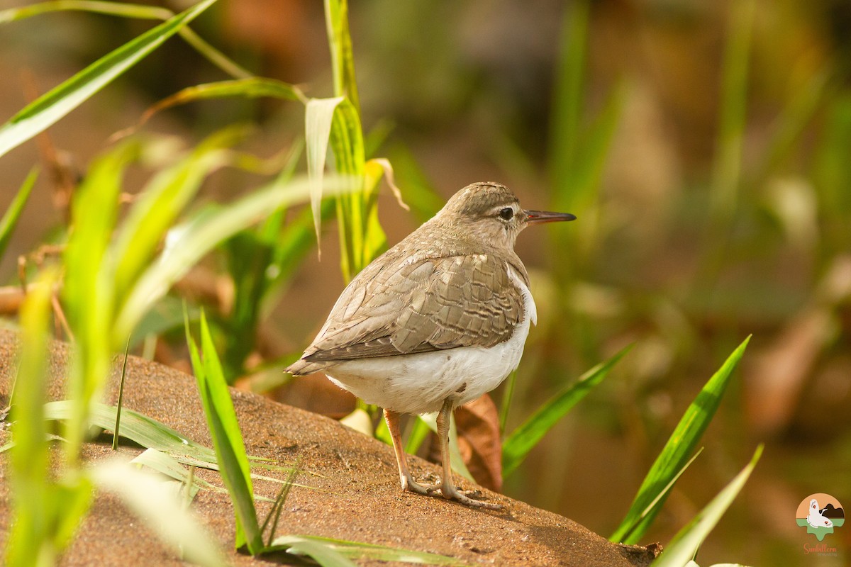 Spotted Sandpiper - ML646647018