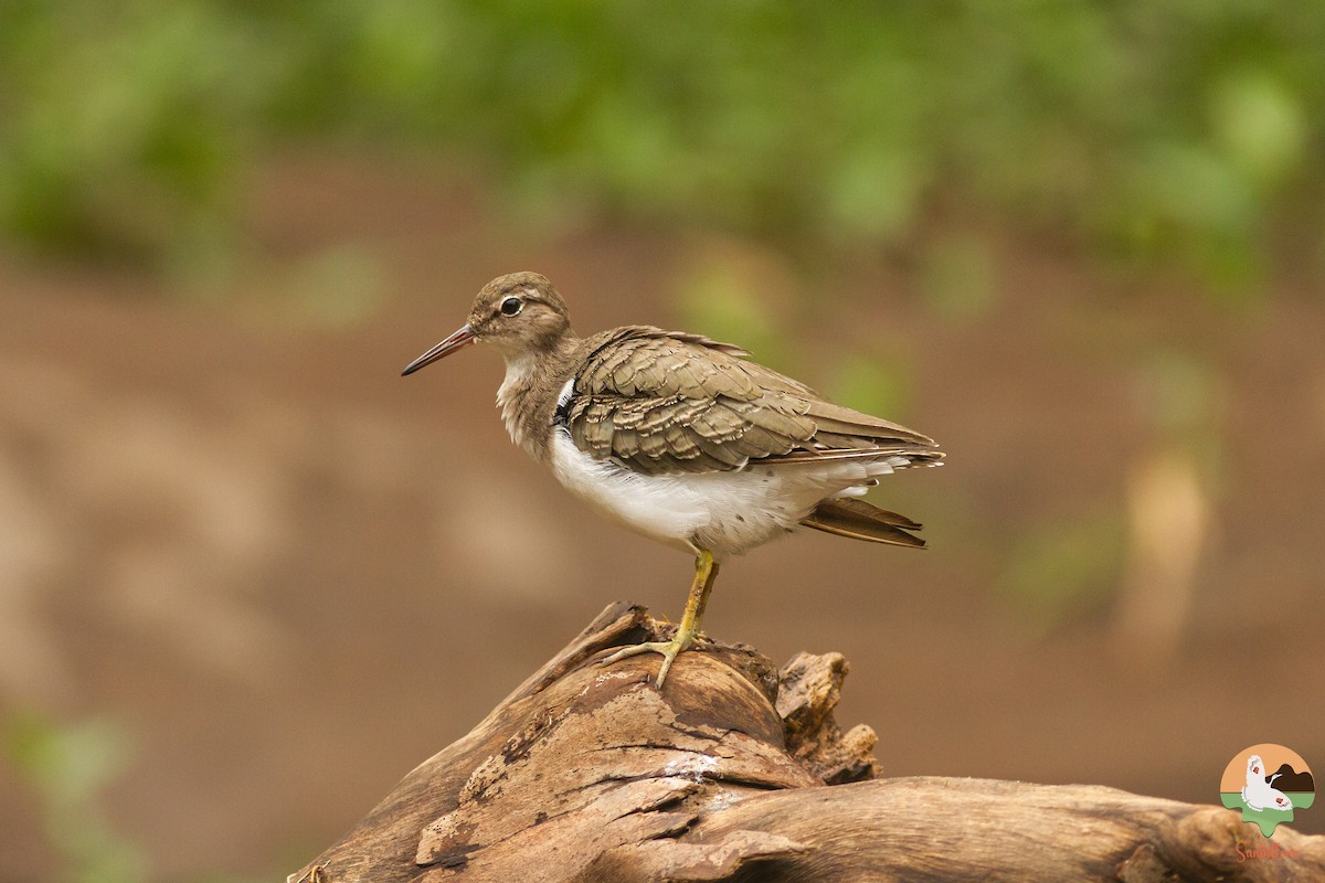 Spotted Sandpiper - ML646647019