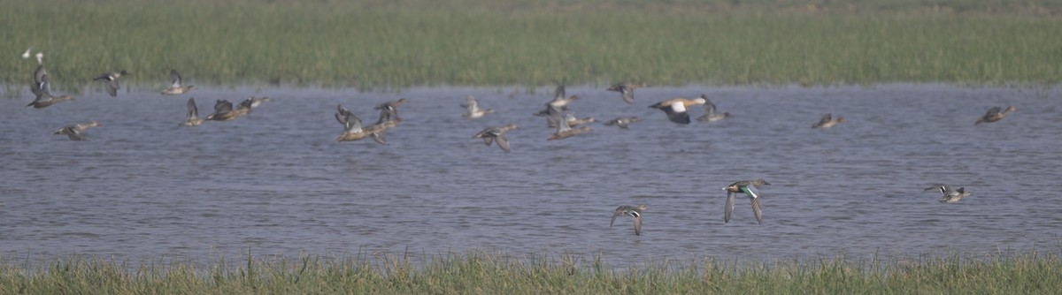 ハシビロガモ - ML646647022