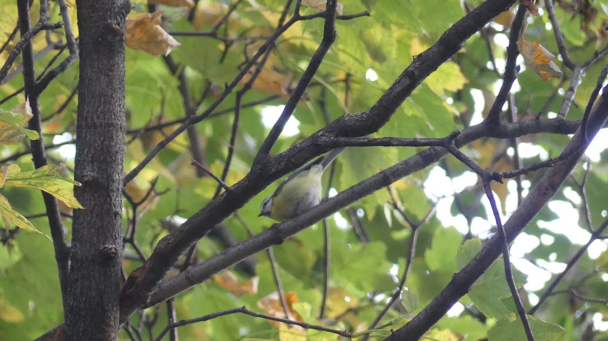 Eurasian Blue Tit - ML646647023