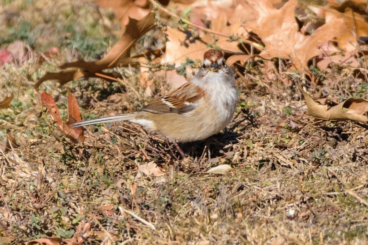 American Tree Sparrow - ML646647024