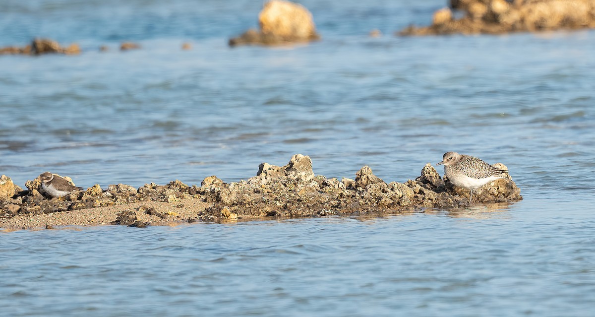 灰斑鴴 - ML646647025