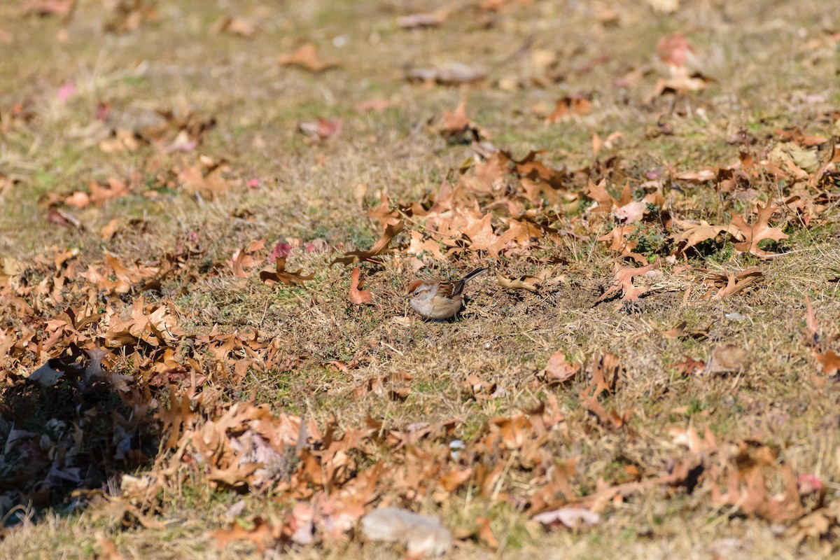 American Tree Sparrow - ML646647026