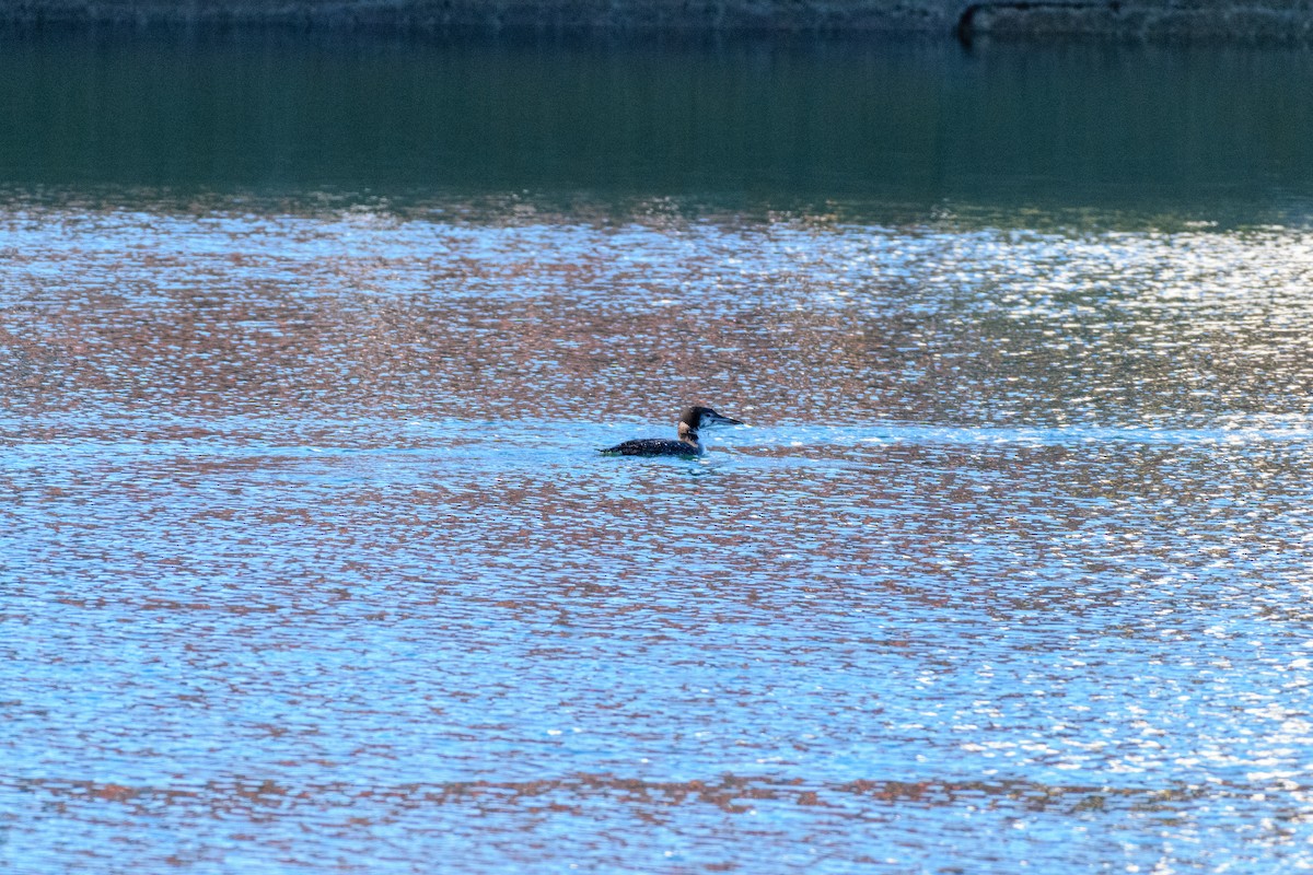צוללן צפוני - ML646647029