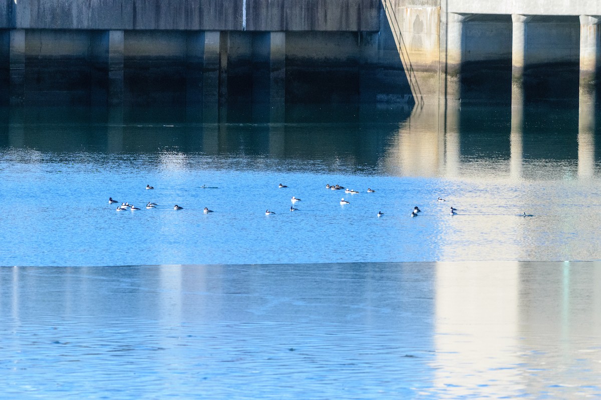 עבראש לבנוני - ML646647030