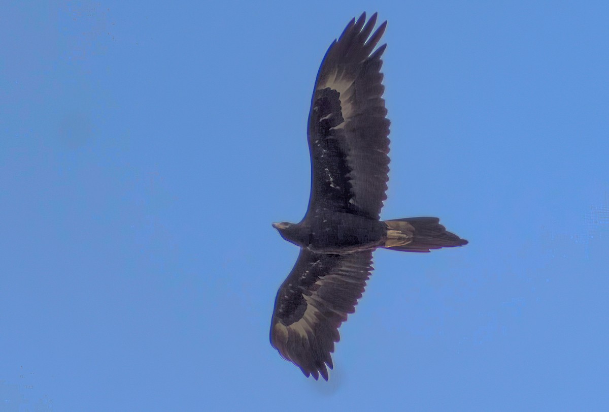 Wedge-tailed Eagle - ML646647031