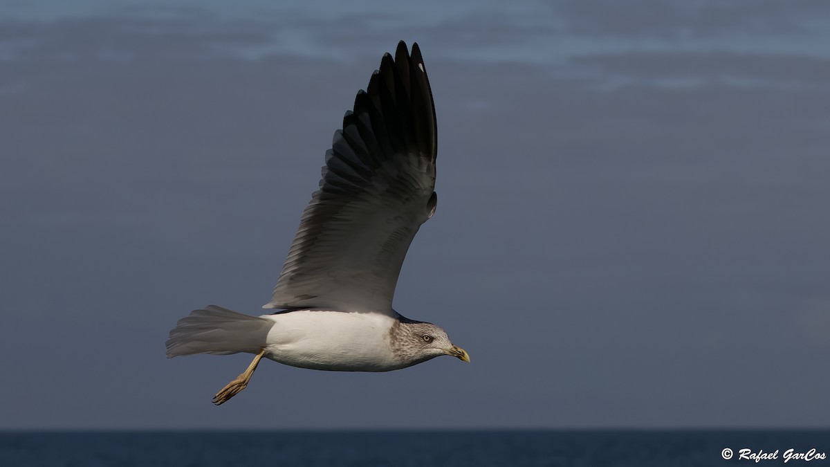 Lesser Black-backed Gull - ML646647033