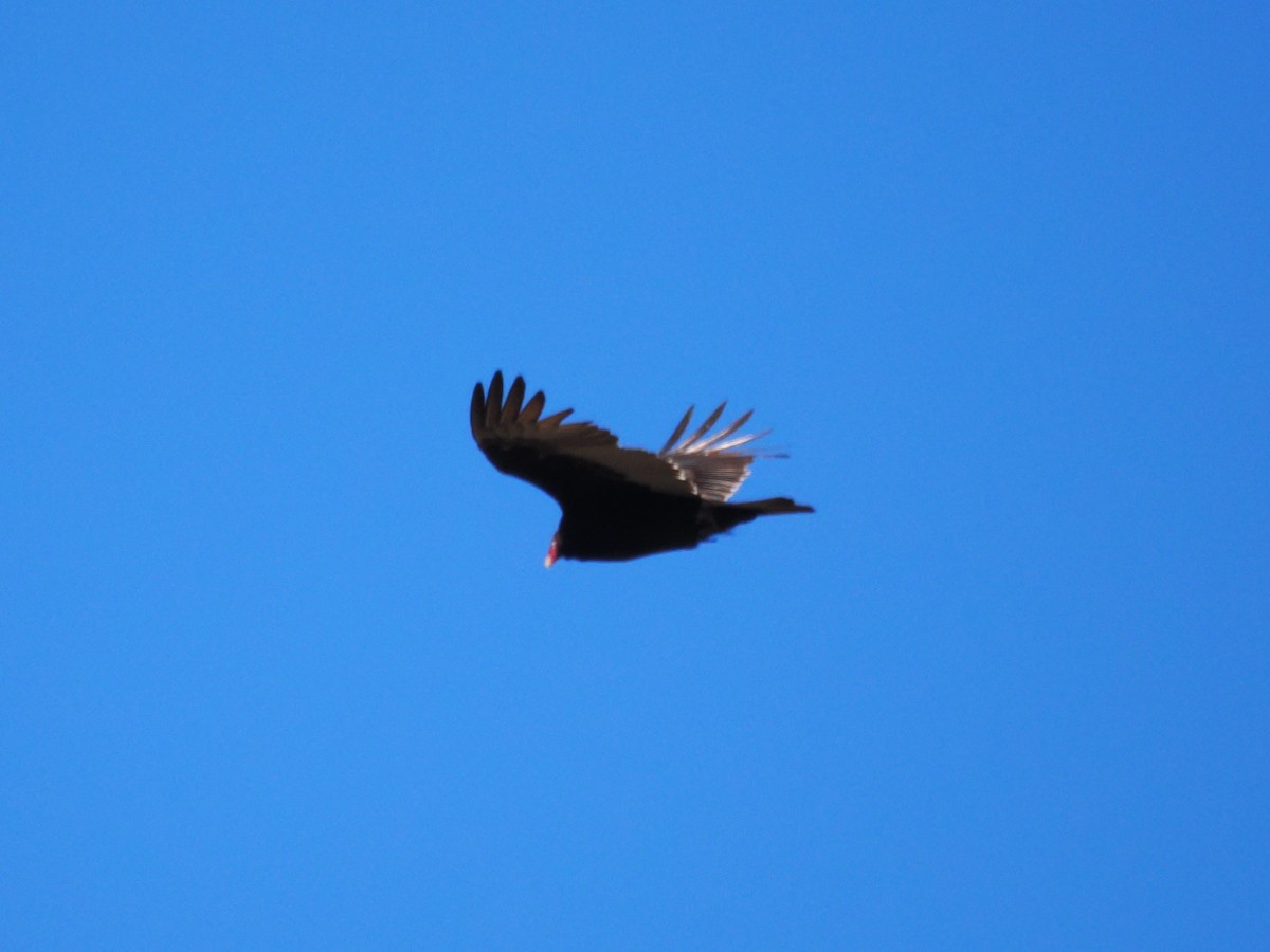 Turkey Vulture - ML646647034