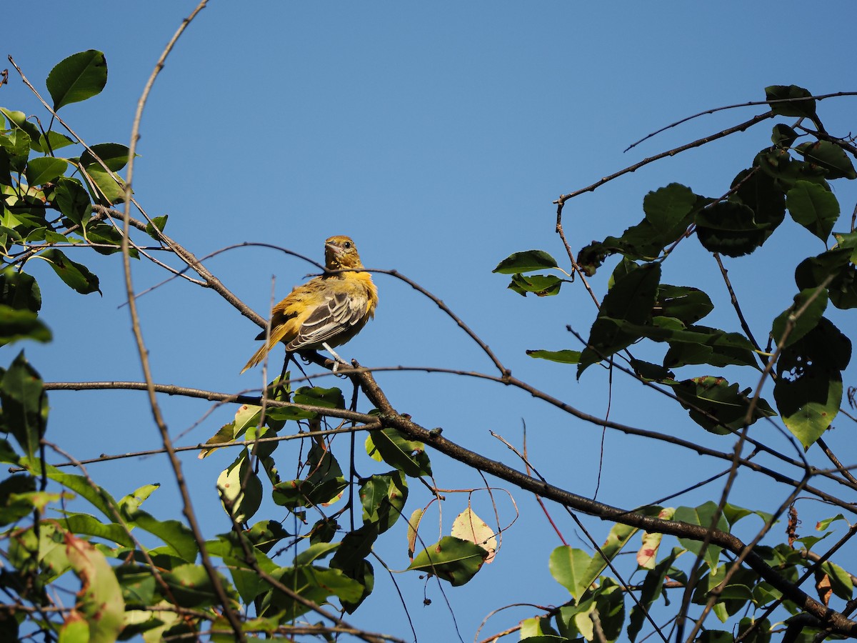 Baltimoretrupial - ML646647035