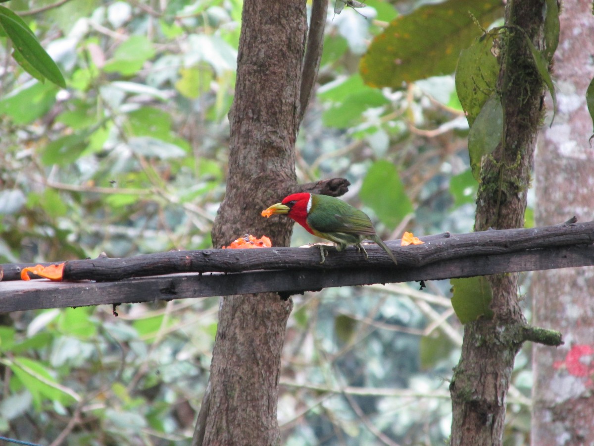 Red-headed Barbet - ML646647036