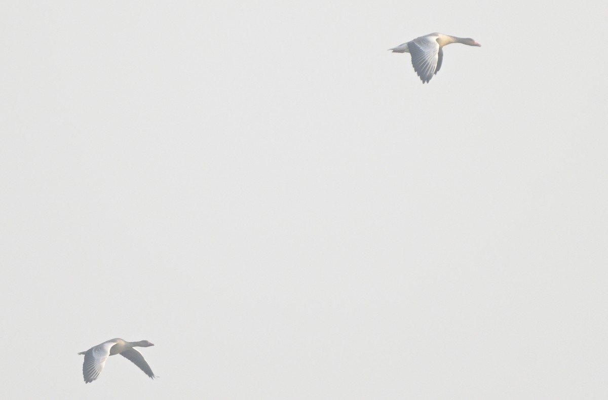 grågås - ML646647038