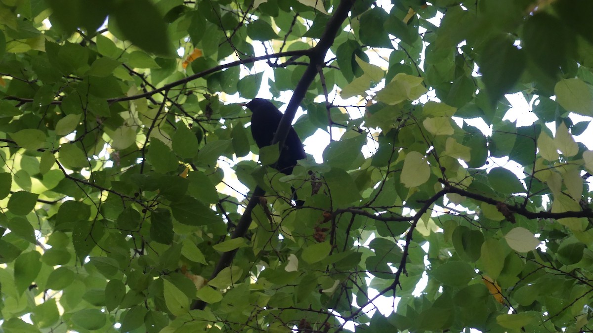 Eurasian Blackbird - ML646647039