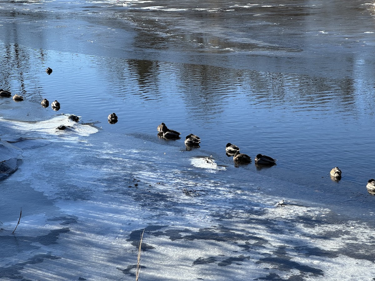 Yeşilbaş - ML646647040