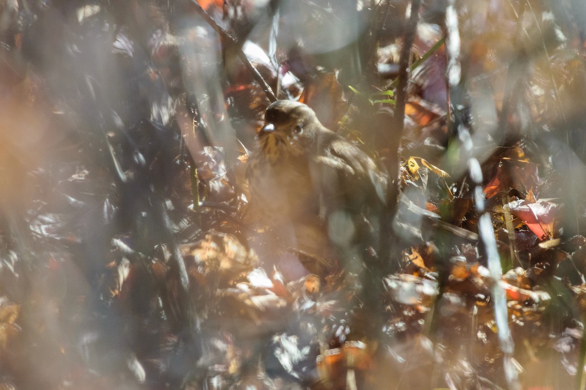 קיכלי חלוד-זנב - ML646647046