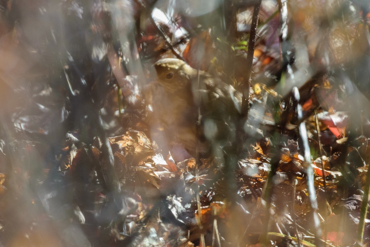 קיכלי חלוד-זנב - ML646647047