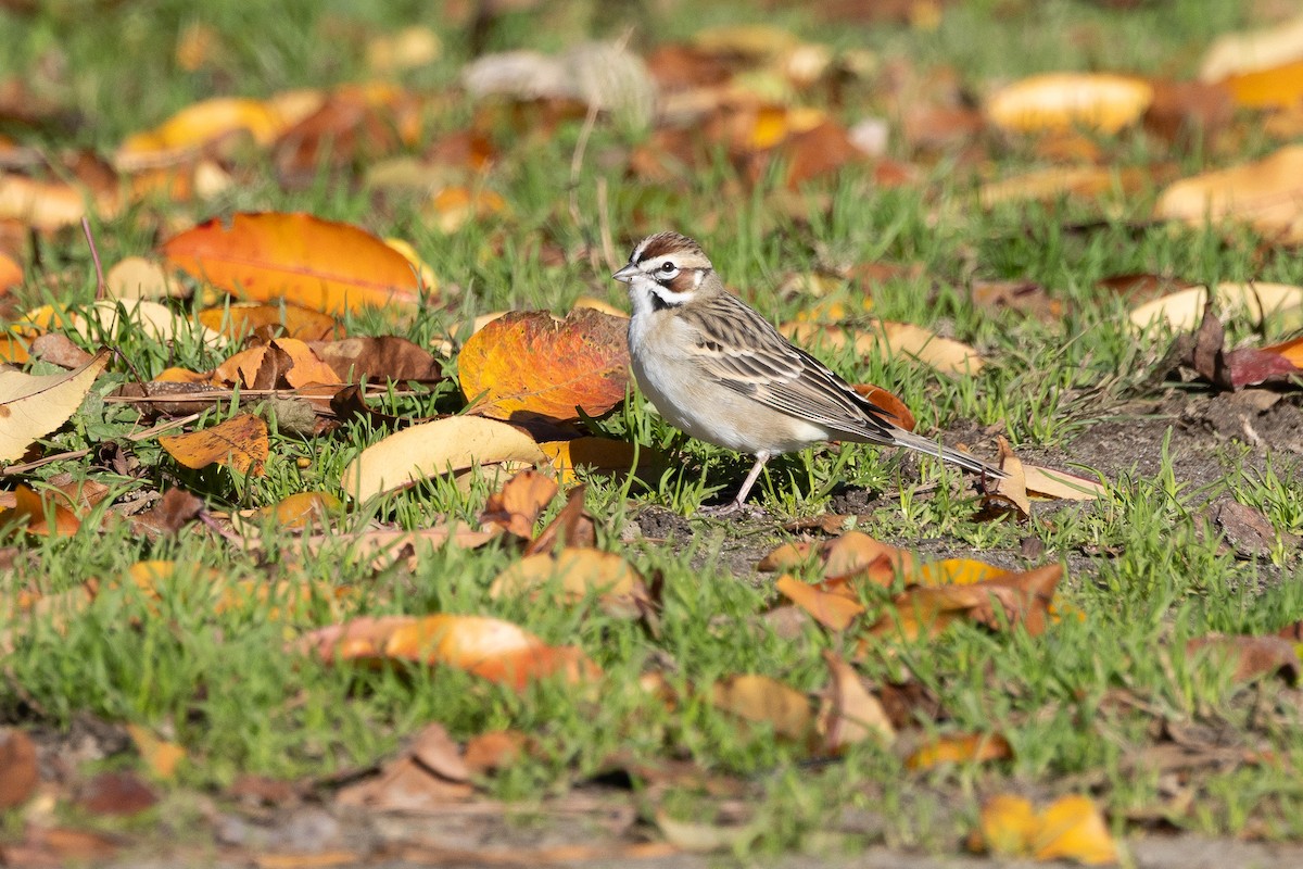 Lark Sparrow - ML646647049