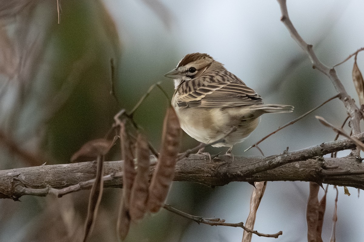 Lark Sparrow - ML646647050