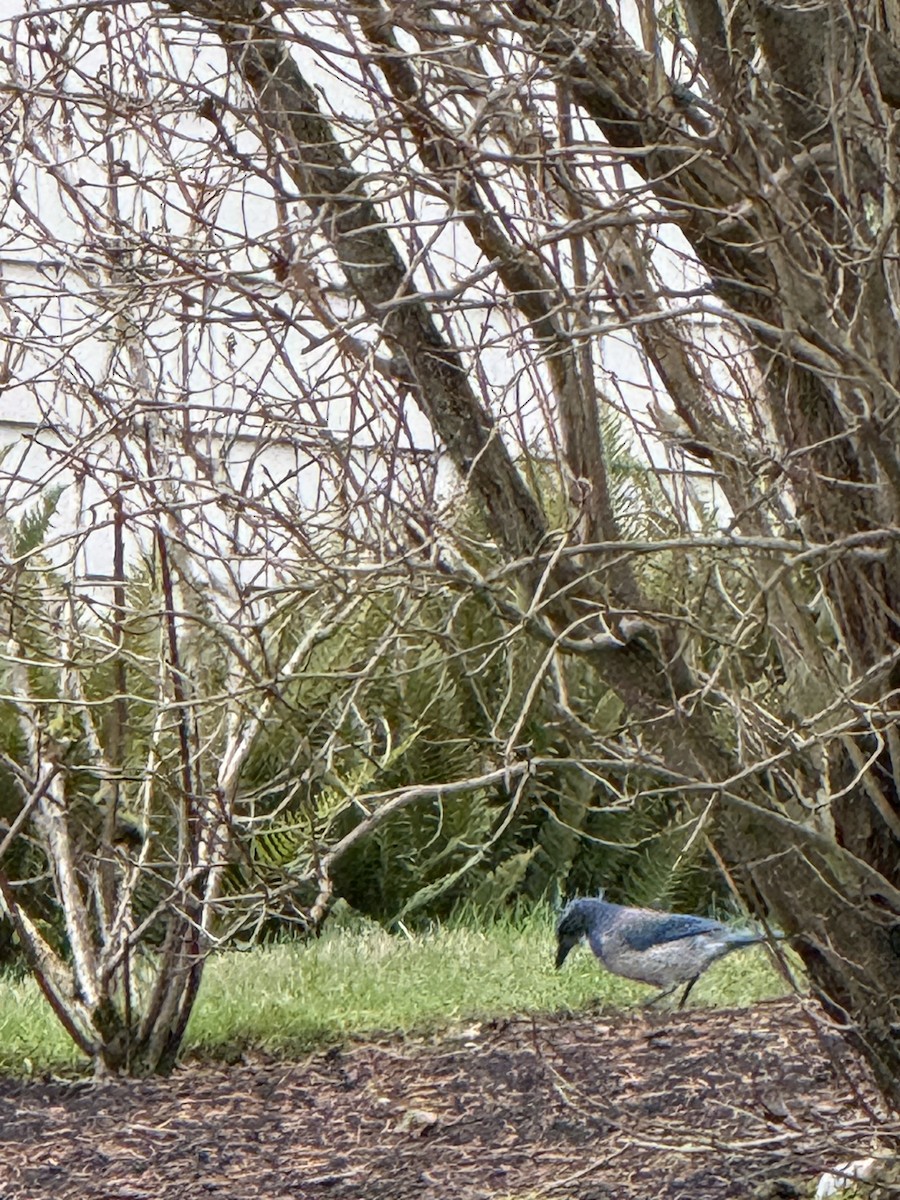 California Scrub-Jay - ML646647053