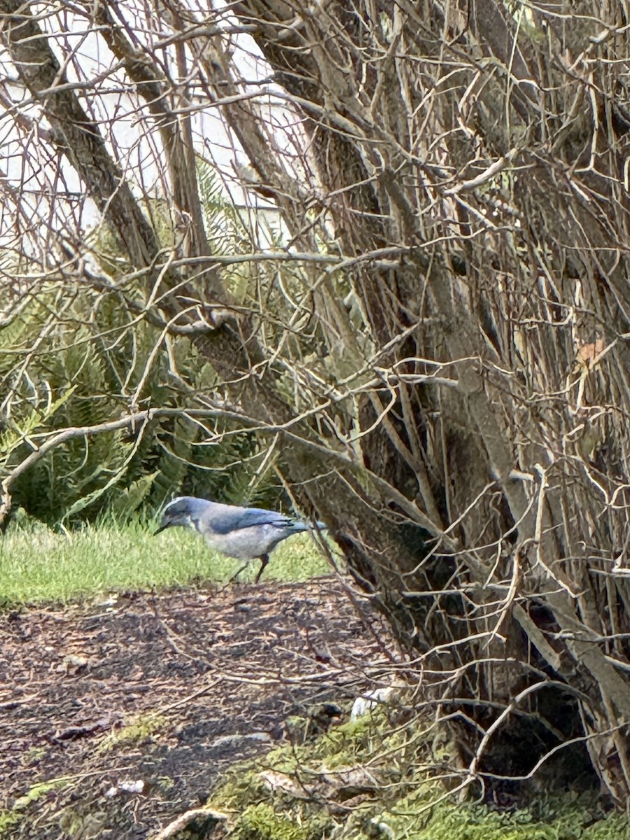 California Scrub-Jay - ML646647054