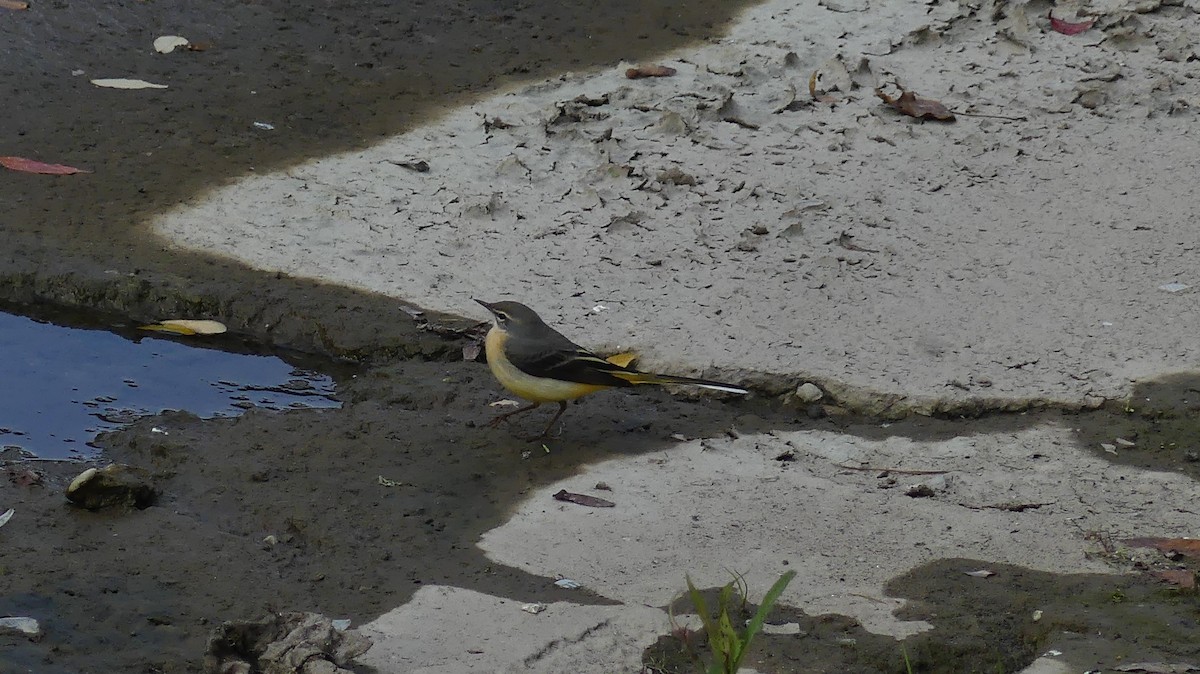 Gray Wagtail - ML646647055