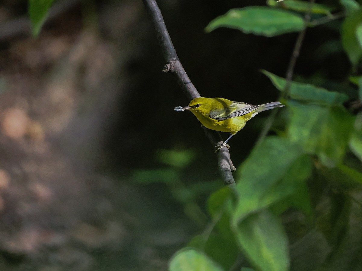 Blauflügel-Waldsänger - ML646647056