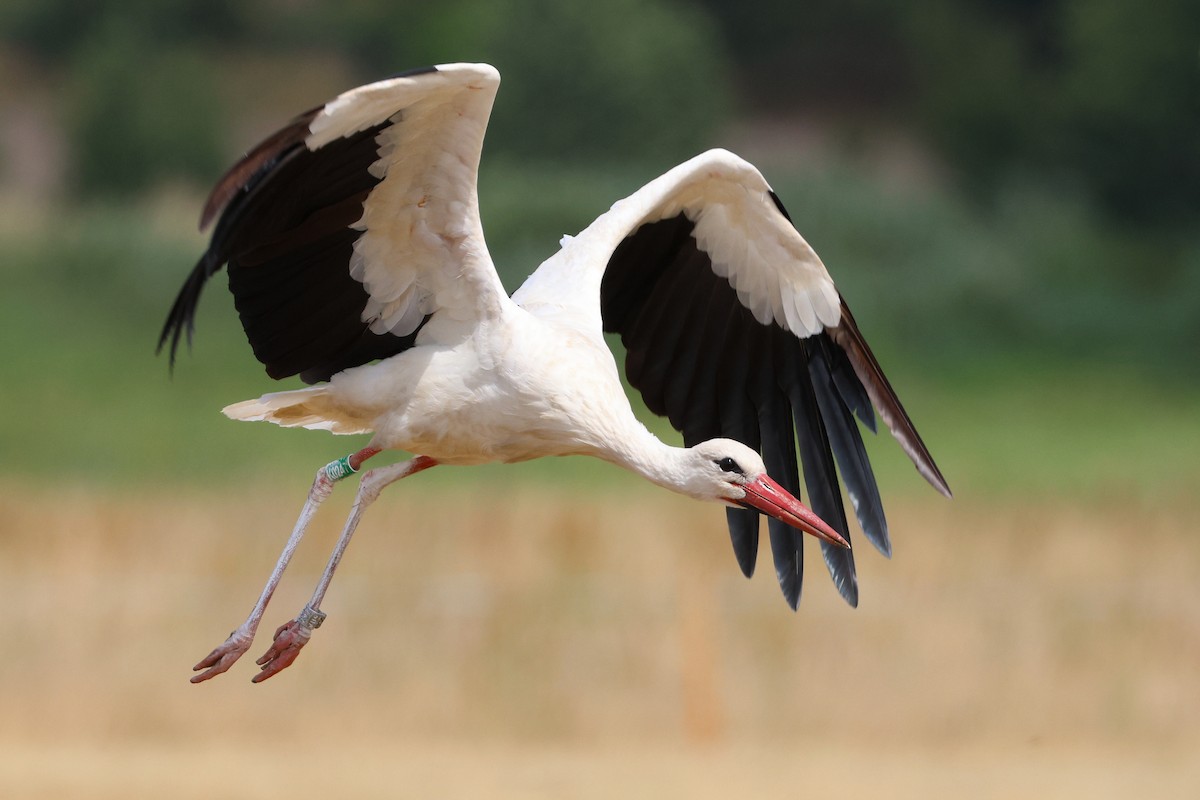 חסידה לבנה - ML646647059