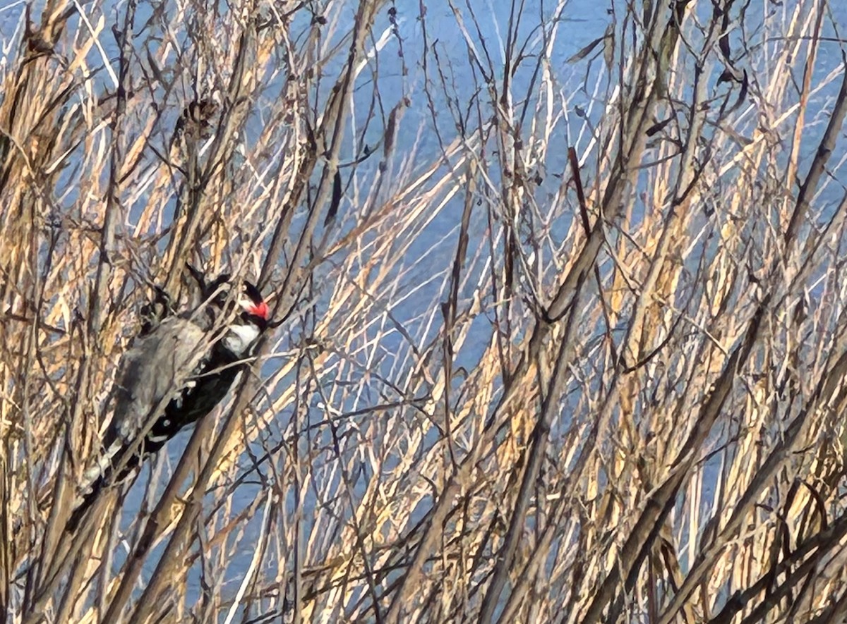 Yumuşak Tüylü Ağaçkakan - ML646647060