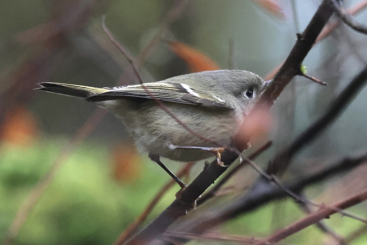Ruby-crowned Kinglet - ML646647061