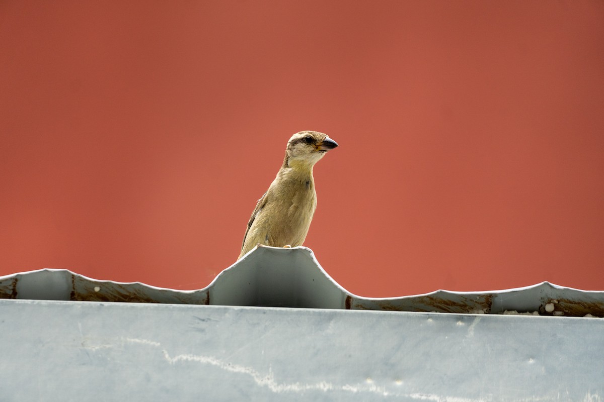 Горобець рудий - ML646647063