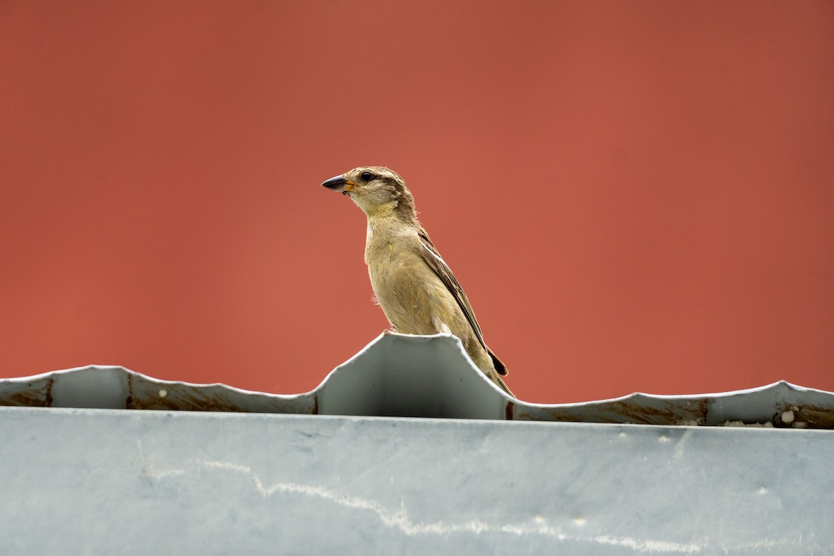 Горобець рудий - ML646647064