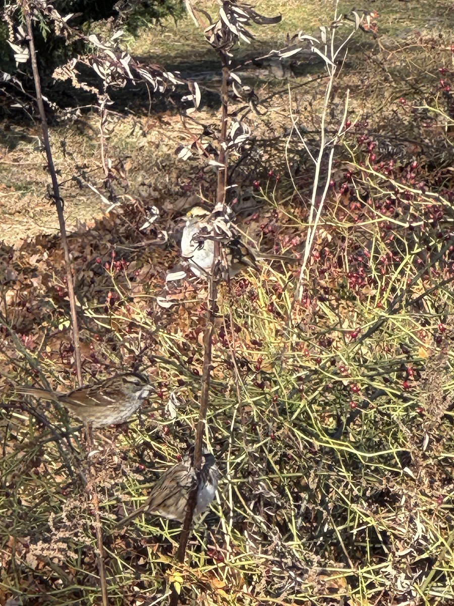 Ak Boğazlı Serçe - ML646647066