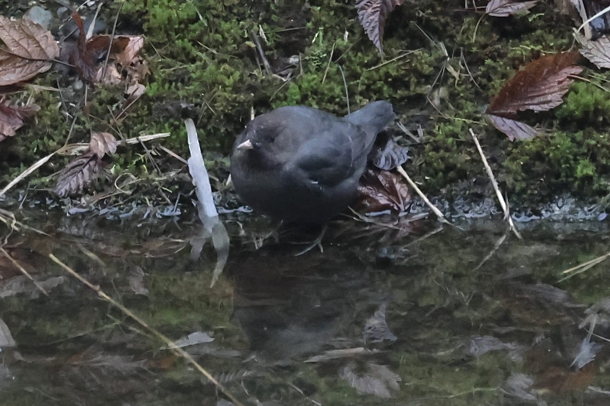 メキシコカワガラス - ML646647067