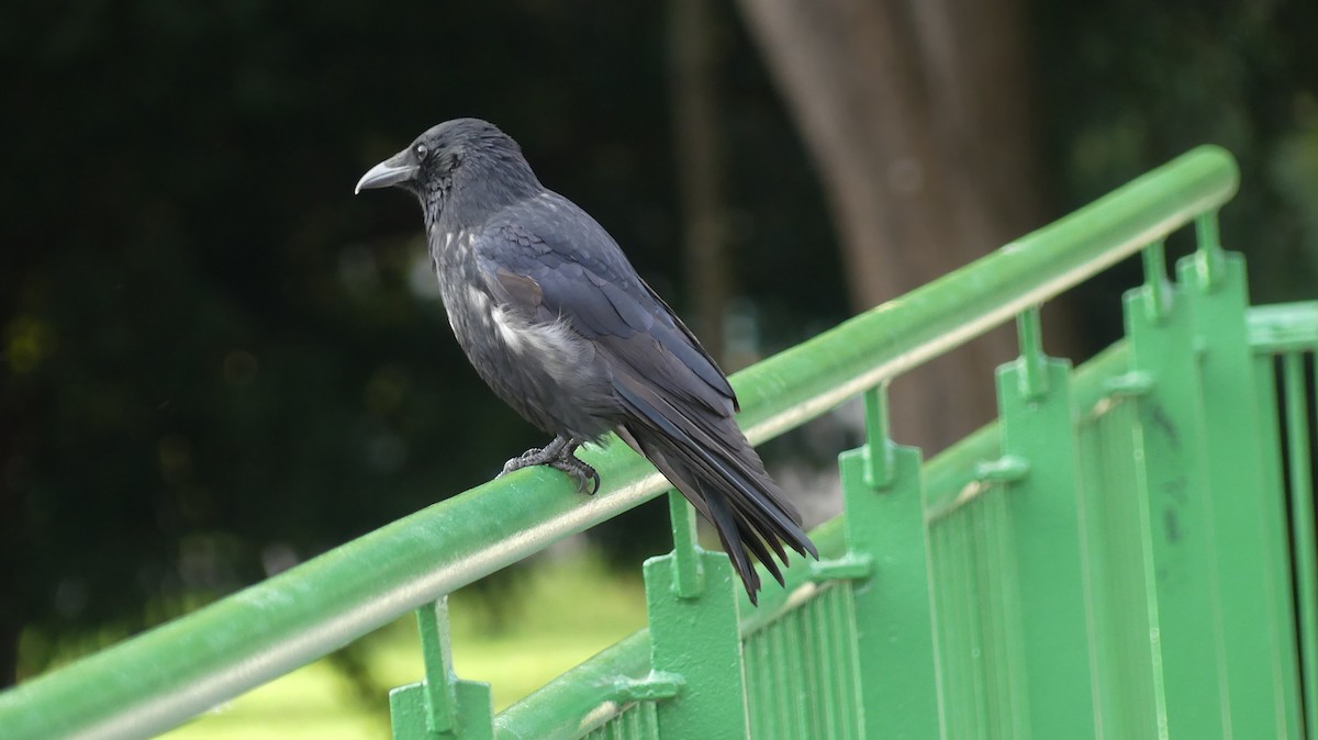 Carrion Crow - ML646647068
