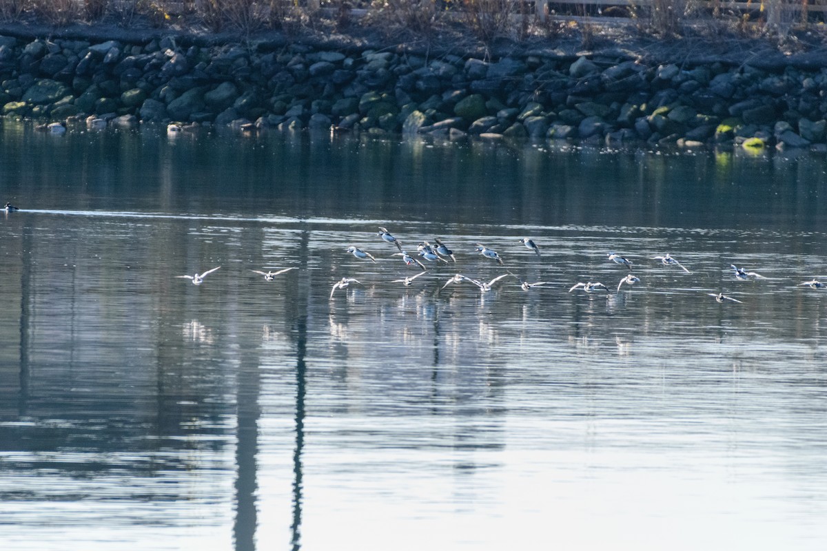 עבראש לבנוני - ML646647069